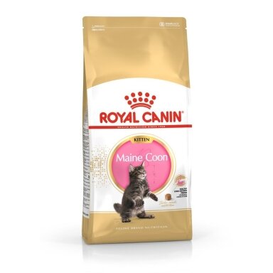 ROYAL CANIN Meino meškėnų kačiukams – sausas kačių ėdalas – 2 kg